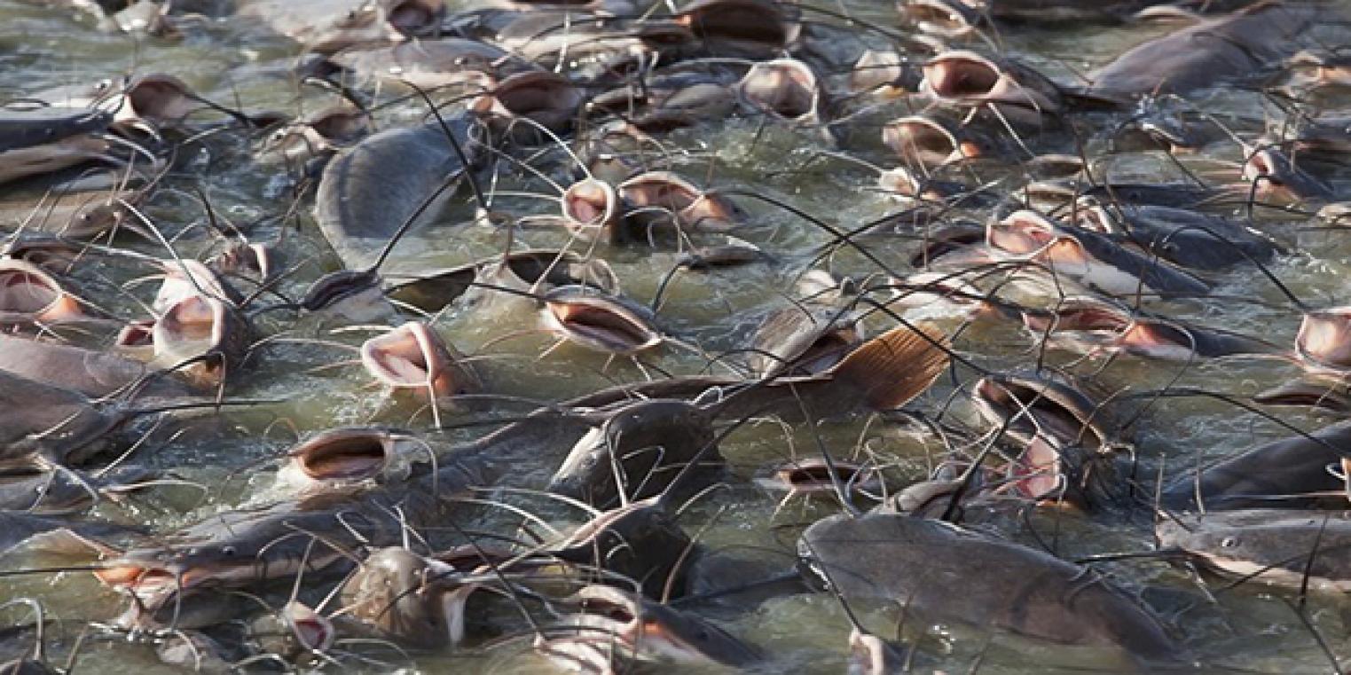 Singkirka Garam! Limbah Dapur ini Ampuh Bersihkan Lendir Ikan Lele