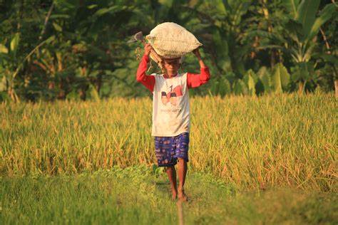 Apa Itu Food Estate yang Disebut-Sebut sebagai Proyek Gagal oleh Mahfud MD?