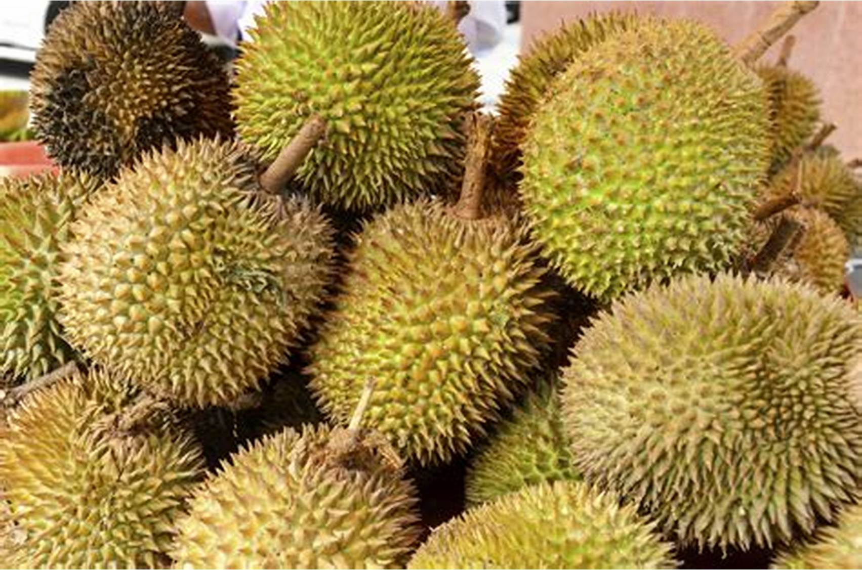 Musim Panen Tiba! Warga Ilir Barat I Turut Ramaikan Acara Lomba Makan Durian dan Duku, Apa Hadiahnya?