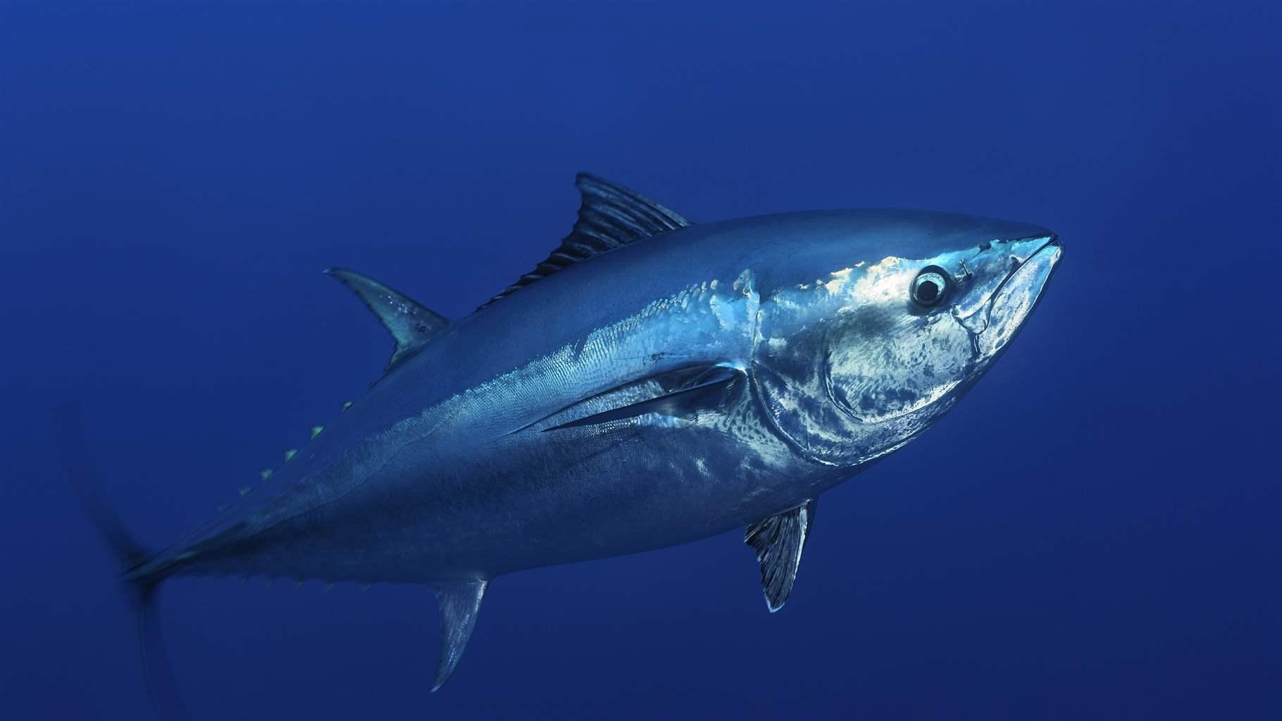 7 Fakta Menarik Ikan Tuna yang Gak Bisa Kamu Beli Hidup-Hidup