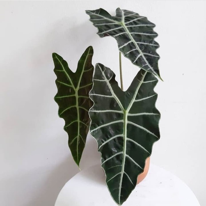 Mengenal 4 Jenis Alocasia, Tanaman Cantik Penghias Rumah