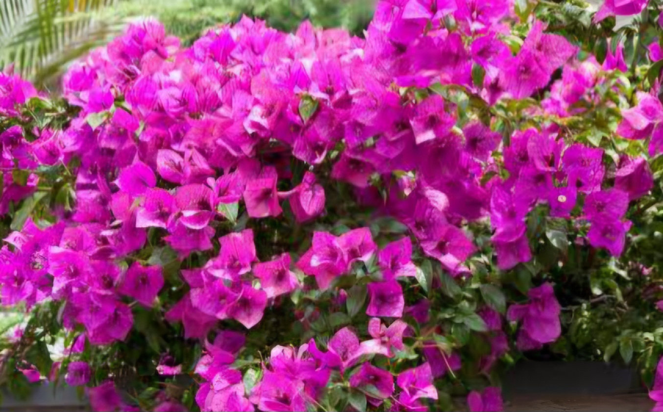 Tanaman Hias Tahan Panas, Solusi Pekarangan Tropis Tetap Asri