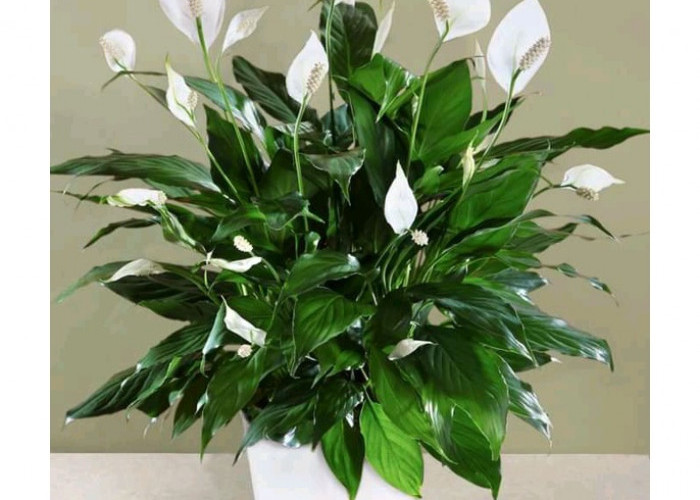 Tahukah Kamu, Berikut 5 Manfaat Tersembunyi  Menanam  Peace Lily di Rumah