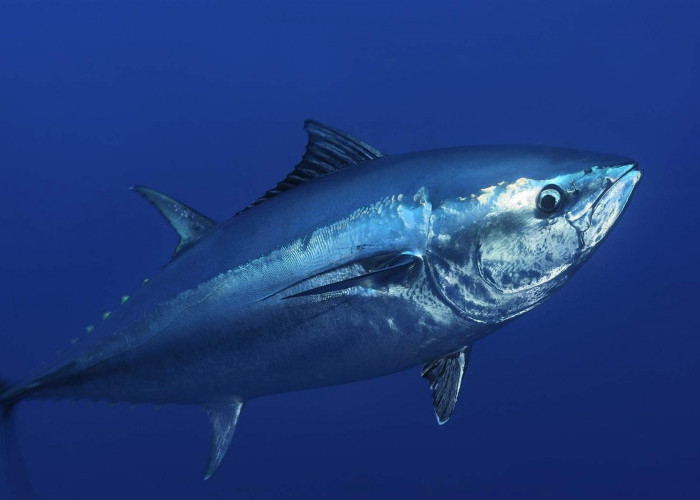 7 Fakta Menarik Ikan Tuna yang Gak Bisa Kamu Beli Hidup-Hidup