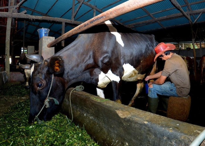 Klaster Susu Ponorogo Sukses Tingkatkan Produksi Berkat Pembiayaan dan Transaksi BRI