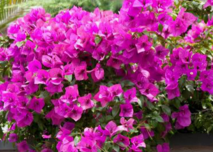 Tanaman Hias Tahan Panas, Solusi Pekarangan Tropis Tetap Asri