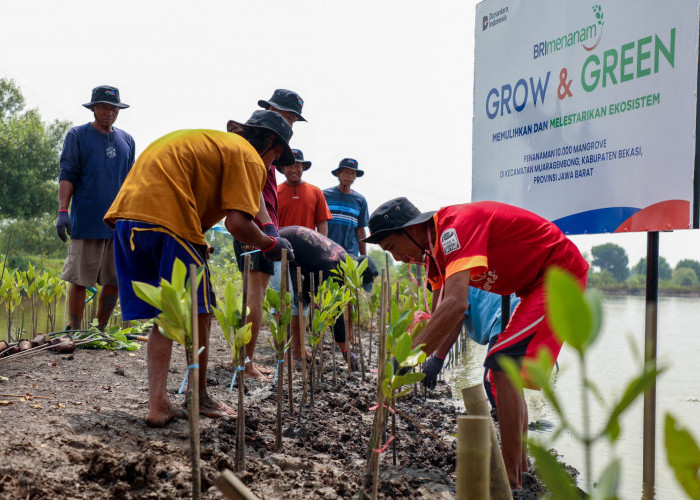 BRI Rayakan Hari Mangrove Sedunia dengan Aksi Nyata Perbaiki Ekosistem Pesisir