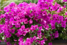 Tanaman Hias Tahan Panas, Solusi Pekarangan Tropis Tetap Asri