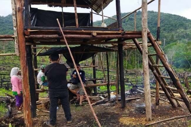 Petani Karet di Pagaralam Beralih Tanam Pinang Betara