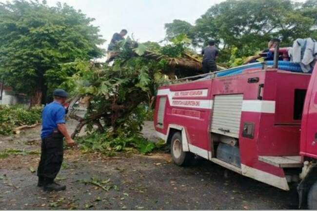 Angin Kencang Tumbangkan Pohon Besar Depan Kantor Lurah Cinta Raja