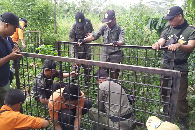 Beruang Diduga Sasar Ternak Warga Dusun Belumai Pagaralam