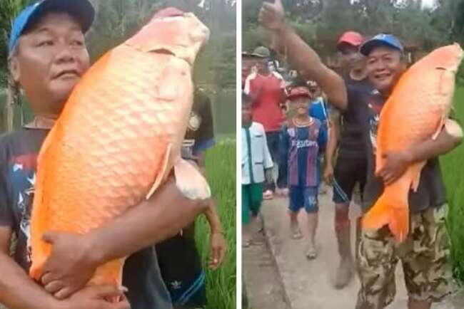 Heboh Penemuan Ikan Mas Raksasa