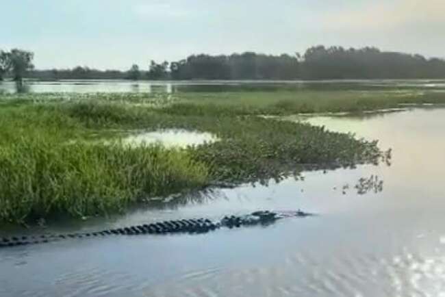 Beredar Video Buaya Muncul di Perairan Rawa Tanjung Batu