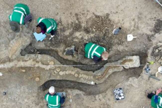 Fosil Naga Laut Ditemukan di Inggris, Diduga Berusia 180 Juta Tahun