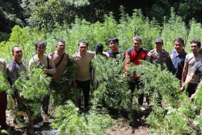 Satu Karung Milik S, Membuka Tabir Ladang Ganja 2 Hektar di Madina