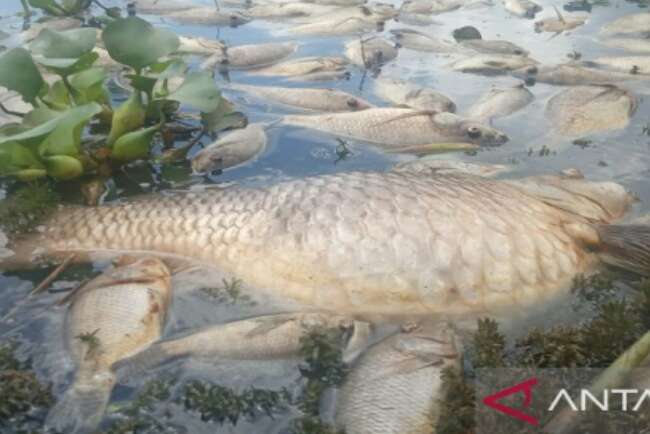 Truk Bawa Ikan Terbalik di Jalan Tol Kayuagung-Palembang