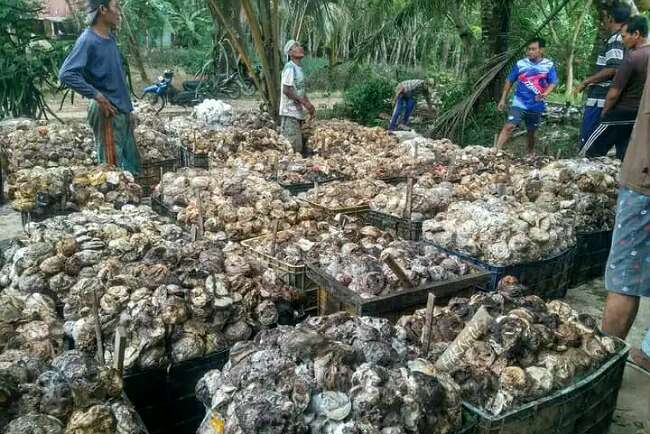 Harga Karet Mulai Stabil, Produksi Tergantung Cuaca