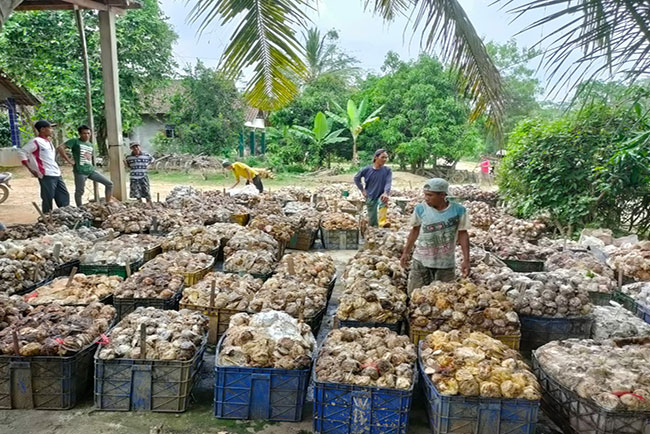 Musim Penghujan, Petani Karet Tak Maksimal Deres