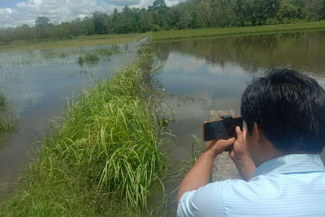 Sawah di Muratara Ini Dikepung Banjir Termasuk juga Pemukiman