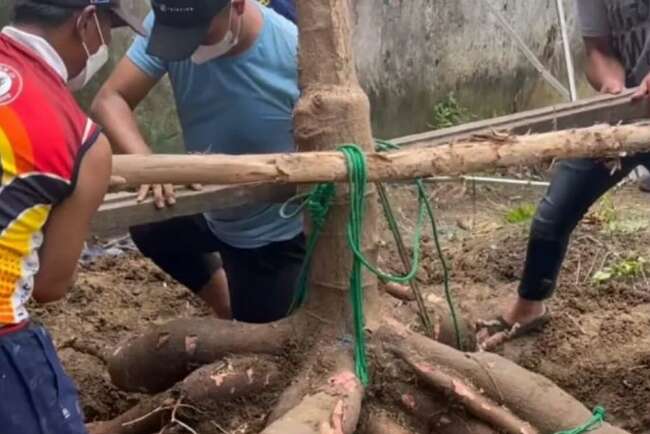 Singkong Raksasa di Kebun Wawako Bisa Buat Kolak untuk Satu Kampung