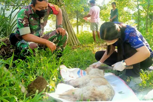 Anjing yang Gigit Lima Warga di Busungbiu Dikejar dan Dibunuh