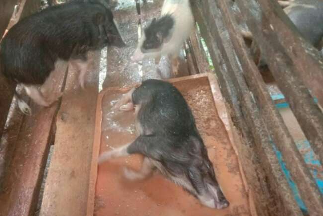 24 Ribu Babi di Sanggau Mati Mendadak