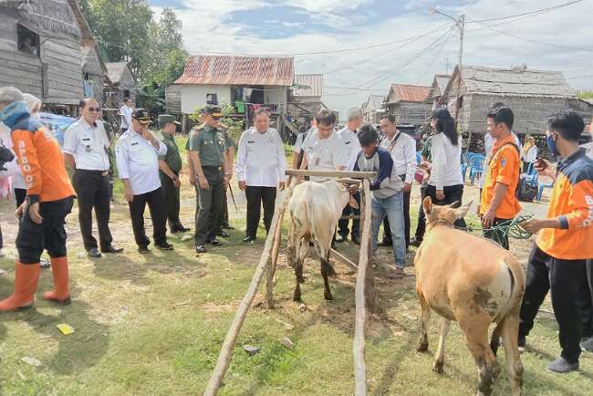 Tinjau Vaksinasi, Danrem 044 GAPO Pastikan Hewan Bebas PMK