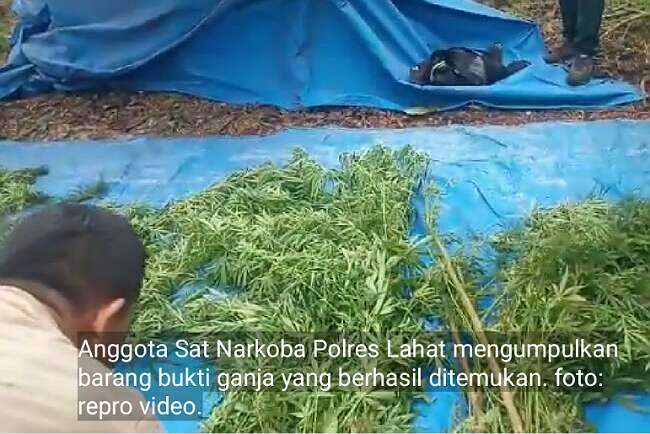 Sat Narkoba Polres Lahat Bongkar Ladang Ganja di Tanjung Sakti