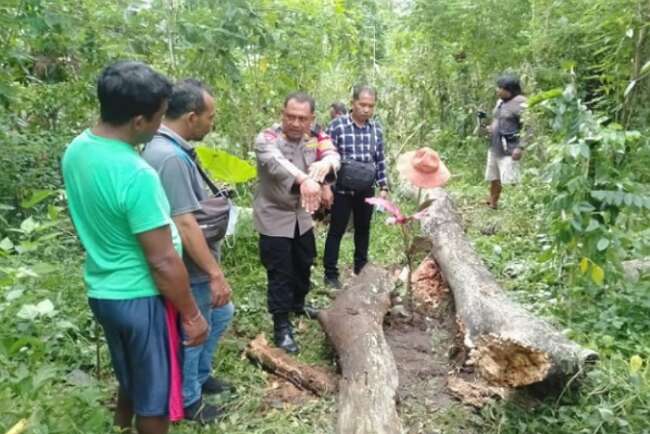 Tertimpa Pohon, Pria Ini Tewas Dihadapan Sang Istri