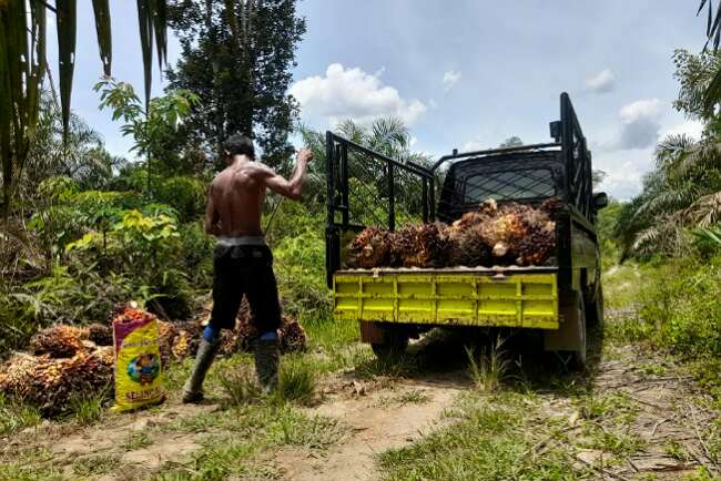 Petani Ngeluh Harga Sawit Pecah Seribu