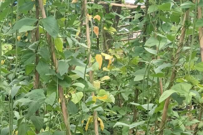 Sayur Bantuan Bibit Gubernur Sudah Mulai Panen