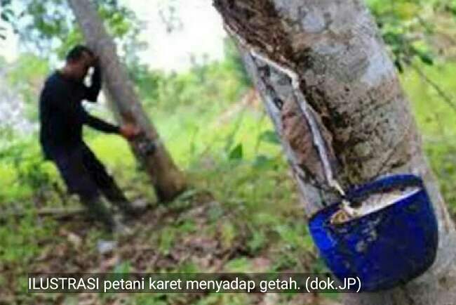 Produksi Karet OKI Menurun 20 Persen di Musim Penghujan