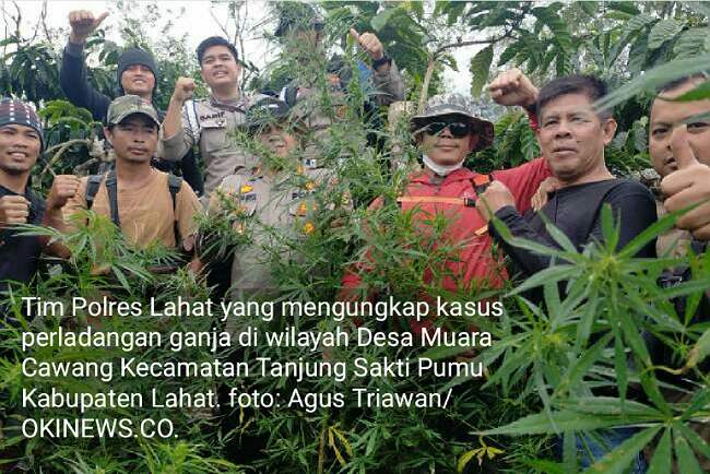 Pasokan Ladang Ganja Tanjung Sakti Sudah Kemana-Mana…