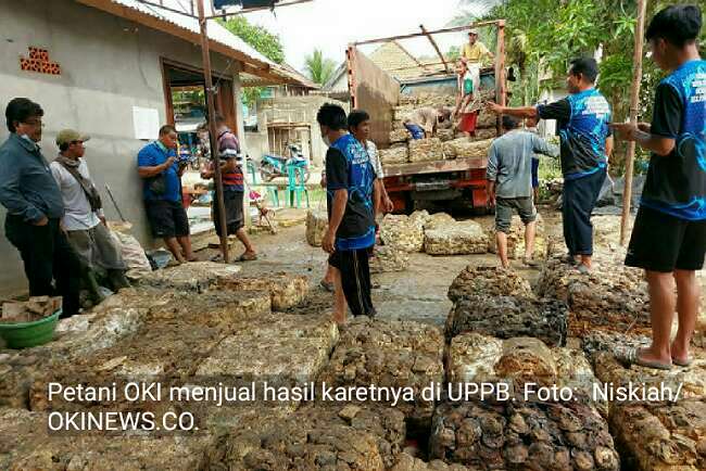 Karet Naik Tipis, Petani Wajib Olah Karet Sesuai Rekomendasi