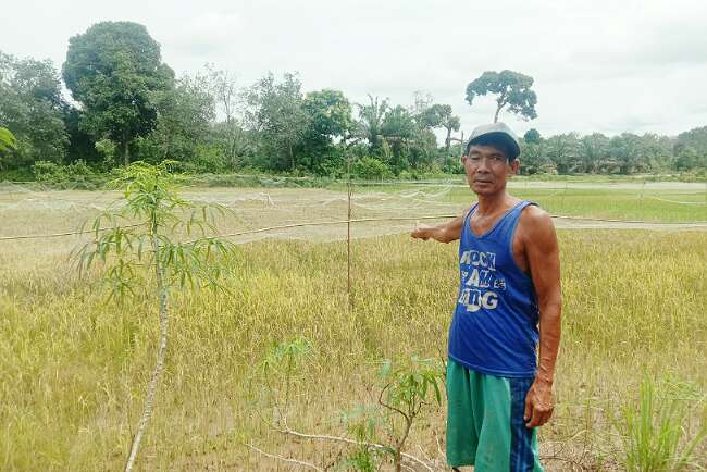 2022 Petani Muratara Banyak Frustasi, Siap Alih Lahan Jadi Kebun Sawit