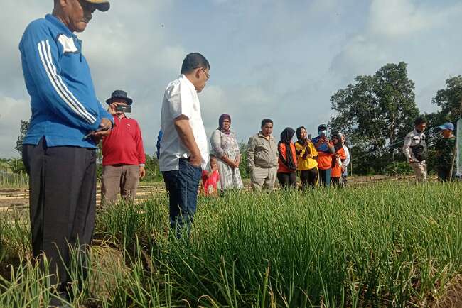 Nilai Jual Bawang Merah Meningkat, tapi Pupuk Melambung Tinggi