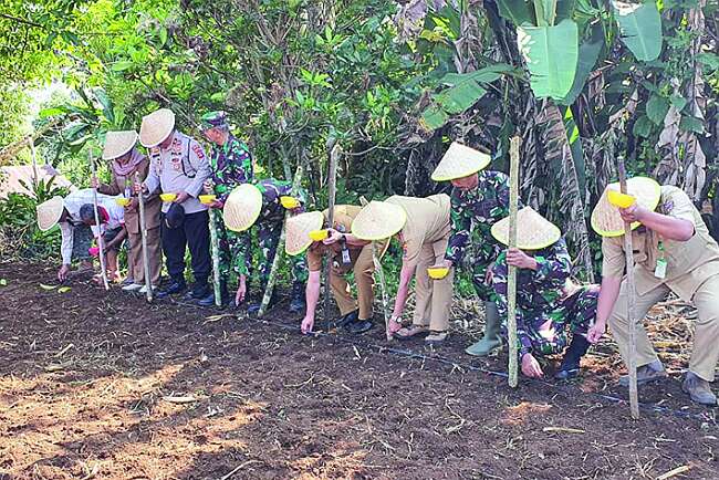 TNI Dukung Ketahanan Pangan, Tanam Bibit Jagung 5,5 Hektar