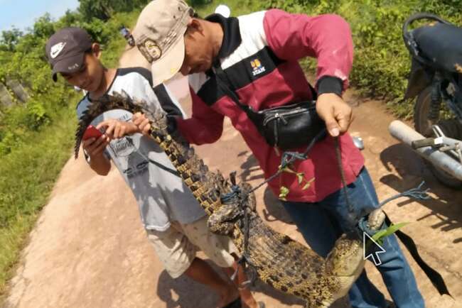 Baru 9 Buaya Tertangkap, Masih Puluhan Lagi yang Berkeliaran