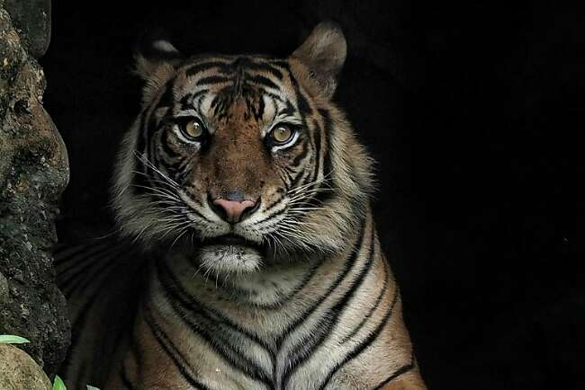 Penyadap di Banyuasin Was-was, Harimau Diisukan Muncul di Kebun Karet