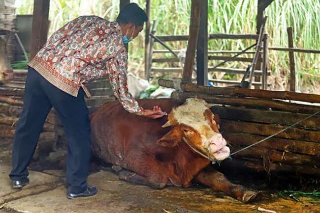 Meluas, PMK Sapi Ditemukan di 10 Provinsi