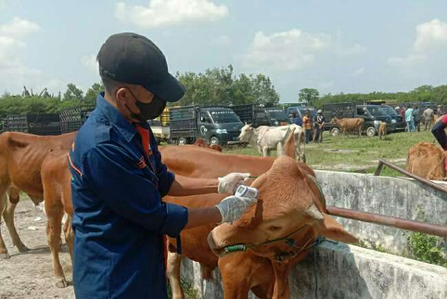 Hewan Ternak di Pasar Hewan Lempuing Diperiksa Kesehatan