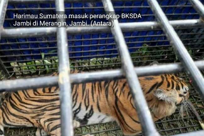 Harimau Ini Terkam 2 Warga Merangin Jambi, Tim Gabungan Gerak Cepat