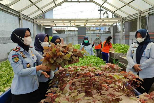 Warga Binaan Panen Tanaman Hidroponik Bersama Kalapas