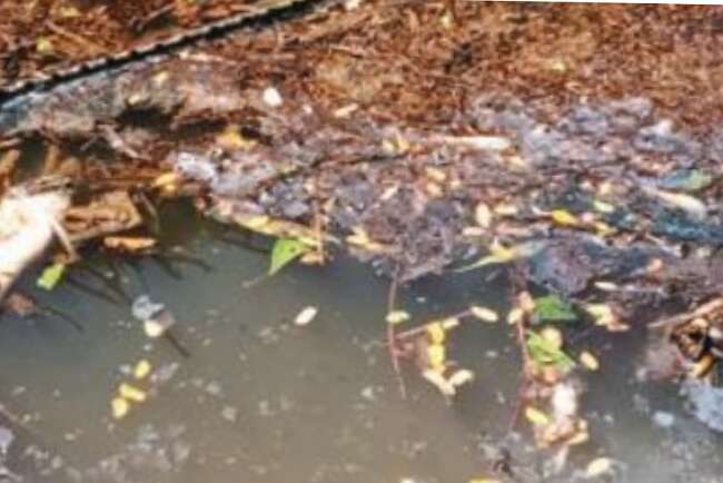 Waduh, Ribuan Ikan Mati di Sungai Penago