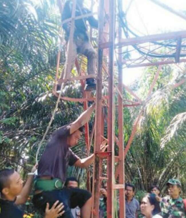 Sopir Naik Tower Mau Bunuh Diri, Setelah 2 Jam Lelah, Tubuhnya Nyaris Ambruk, Anak Istri Ikut Manjat Bikin Nan