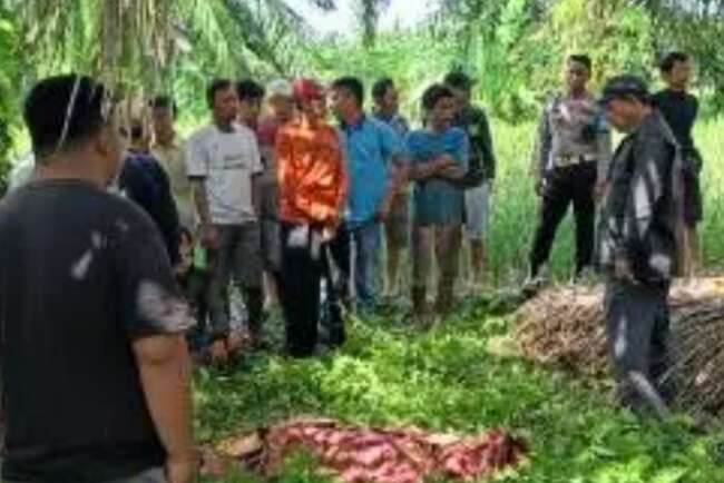 Keluarga Menolak Outopsi, PNS Tewas di Kebun Sawit Diduga Bunuh Diri