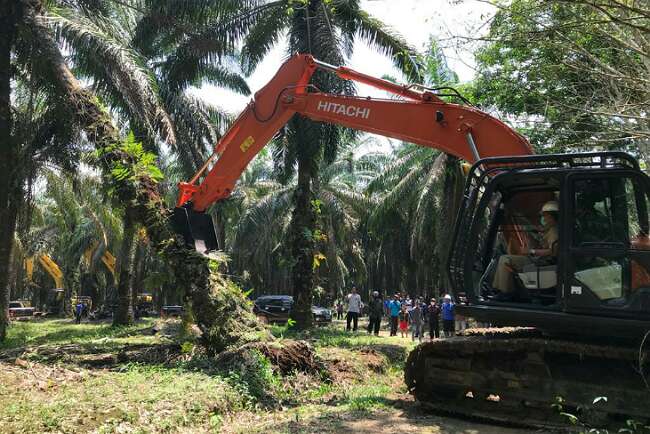 Pertengahan Tahun, Peremajaan Sawit Mulai Tumbang Chipping