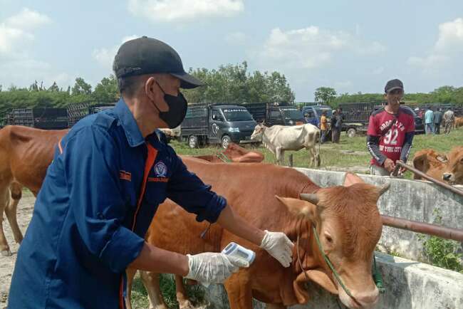 Disbunnak OKI Bakal Vaksin 33 Ribu Hewan Ternak, Prioritas Hewan Perlintasan