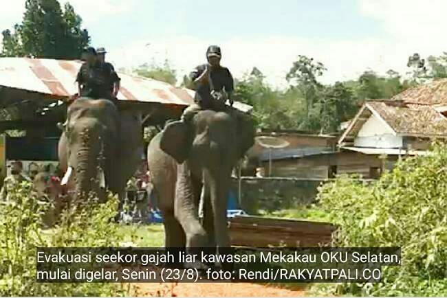 Evakuasi Gajah Betina, 2 Gajah Jantan Pemikat Dikerahkan