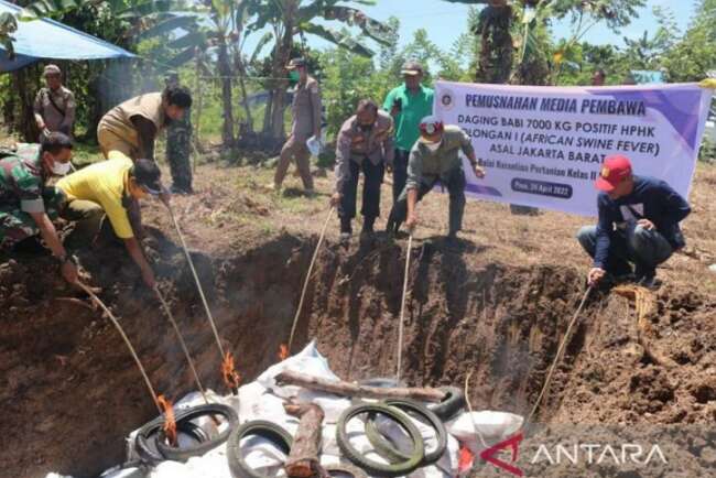 7 Ton Daging Babi dari Jakarta Terinfeksi Virus Berbahaya